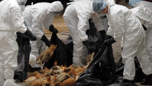 Alertă la graniţa României: un focar de gripă aviară a fost identificat în nord-estul Ungariei