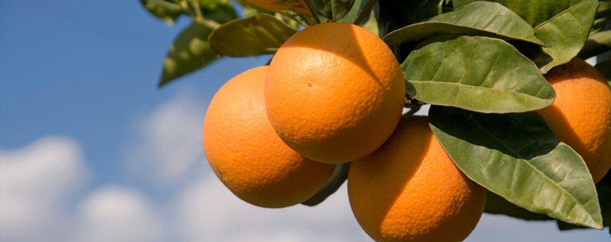 Nu aruncaţi cojile de portocale! Iată la ce pot fi folosite