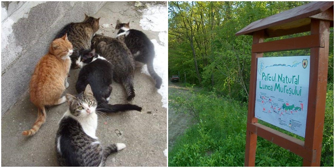 Geantă plină cu pisici. Un arădean a vrut să scape de șase feline în pădurea Ceala, dar a fost prins