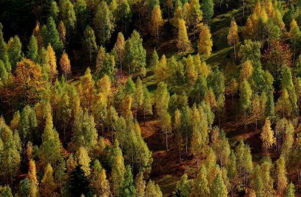 Peste 700 de hectare de pădure, distruse complet de fenomenele meteo extreme din ultimele zile