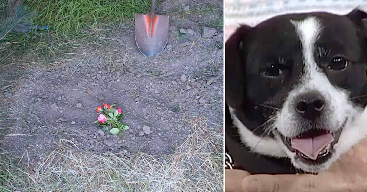 Familia a încremenit de groază după ce și-au îngroapat câinele mort, dar după 14 ore au fost surprinși să îl găsească în fața ușii