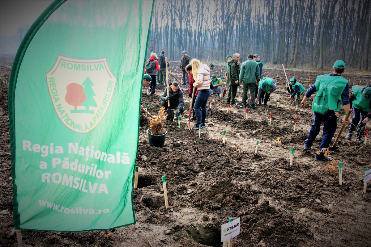 ROMSILVA a dat startul campaniei de împăduriri de toamnă