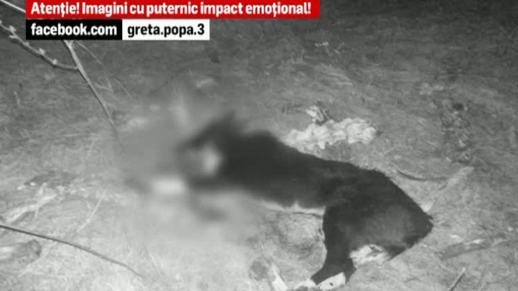 Cruzime fără margini: Câini ucişi cu puşca de vânătoare