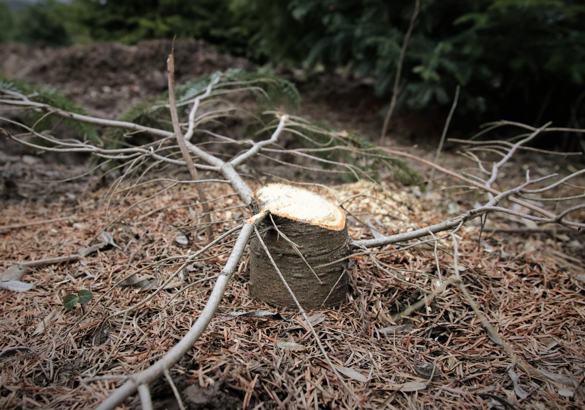 Tăierile ilegale în pădurile de stat administrate de Romsilva se mențin la un nivel scăzut
