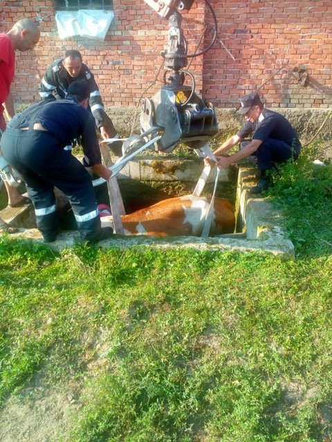 Pompierii de la Detașamentul ISU Sebiș au salvat o vacă la Cil