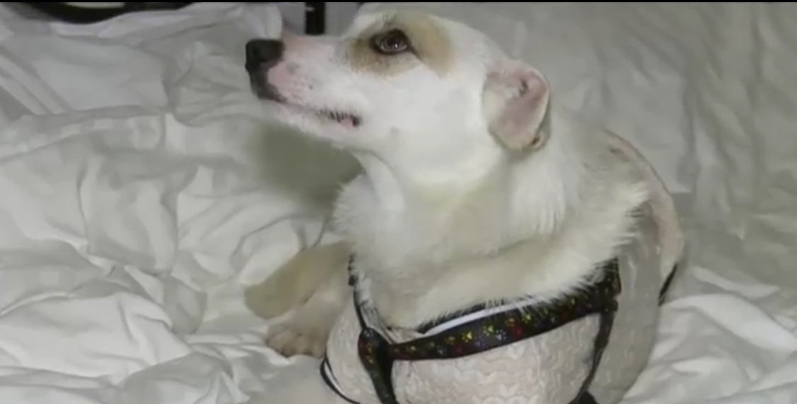 Un zoofil care își viola câinele a ajuns în atenția Poliției; animalul a fost dus la un ecarisaj unde eutanasia este la ordinea zilei