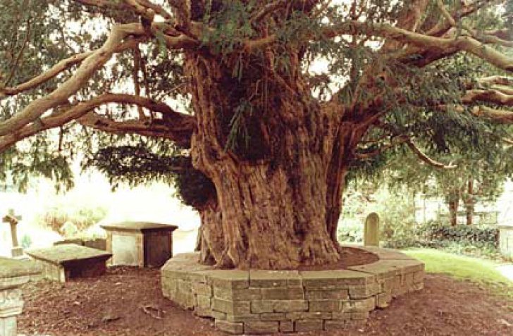 Copacul Diavolului. Ascunde un blestem de 500 de ani, nu poate fi tăiat şi emană unde magnetice 