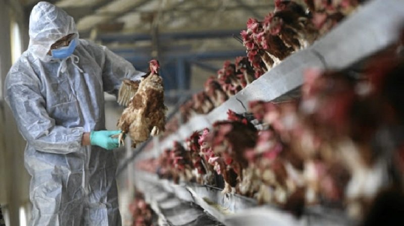 Toate târgurile de păsări din țară vor fi închise din cauza focarului masiv de gripă aviară din Mureș