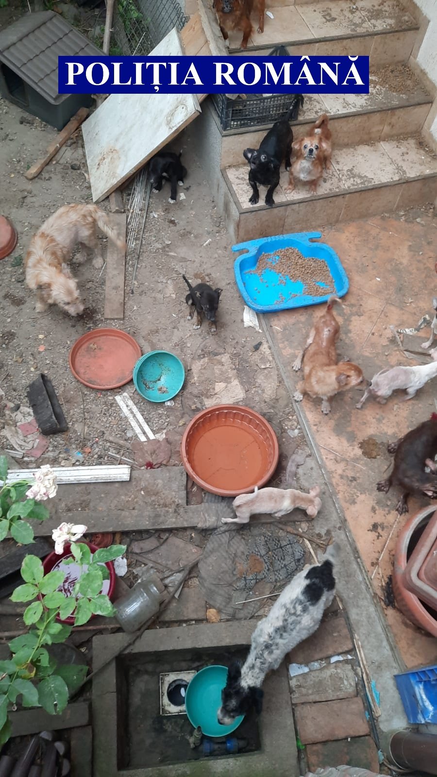 Zeci de căței și pisici au fost salvați de polițiștii de la Protecția Animalelor (FOTO)