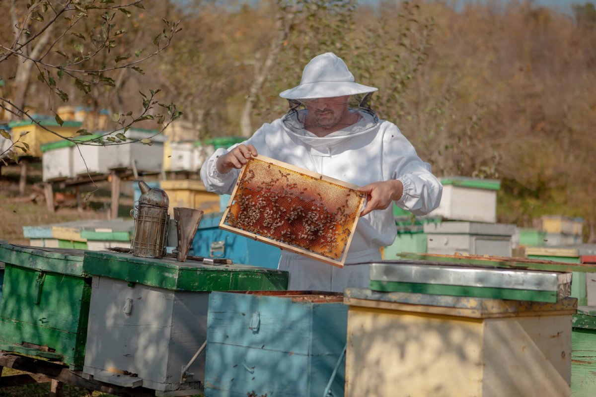 România este pe locul doi în UE în topul celor mai mari crescători de albine