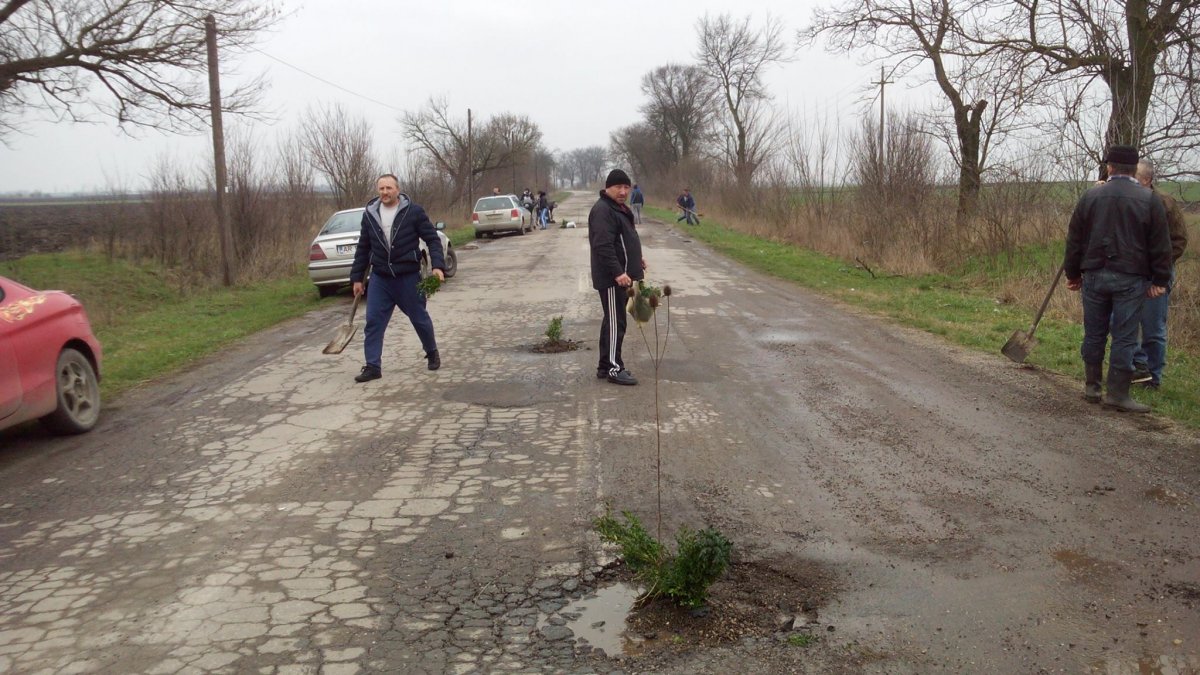 FOTO | Gropile de pe un drum județean din Arad și-au găsit utilitate: șoferii au plantat copaci
