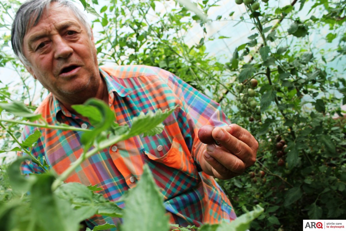 FOTO | Cele mai CIUDATE roșii, cultivate de un arădean. Bărbatul are 40 de soiuri de pe toate continentele