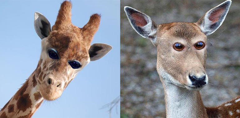 Cum ar arăta animalele dacă ar avea ochii în față