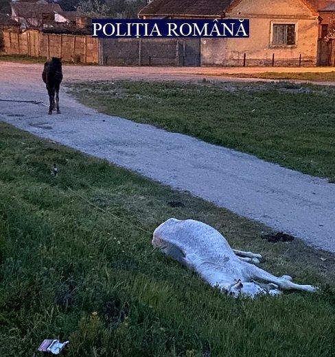 Animale abandonate, plasate în adăpost (VIDEO) 