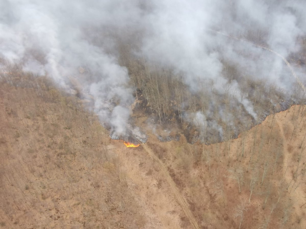 Incendiu în zona poligonului Tauț