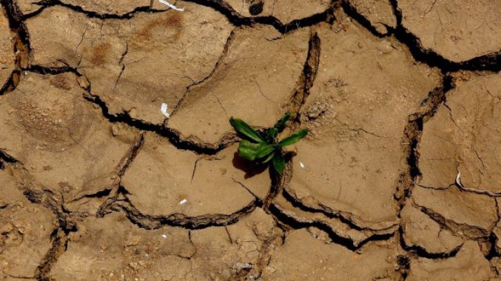 Secetă în România. Care este suprafața totală agricolă lovită de secetă și ce județe au fost cel mai afectate