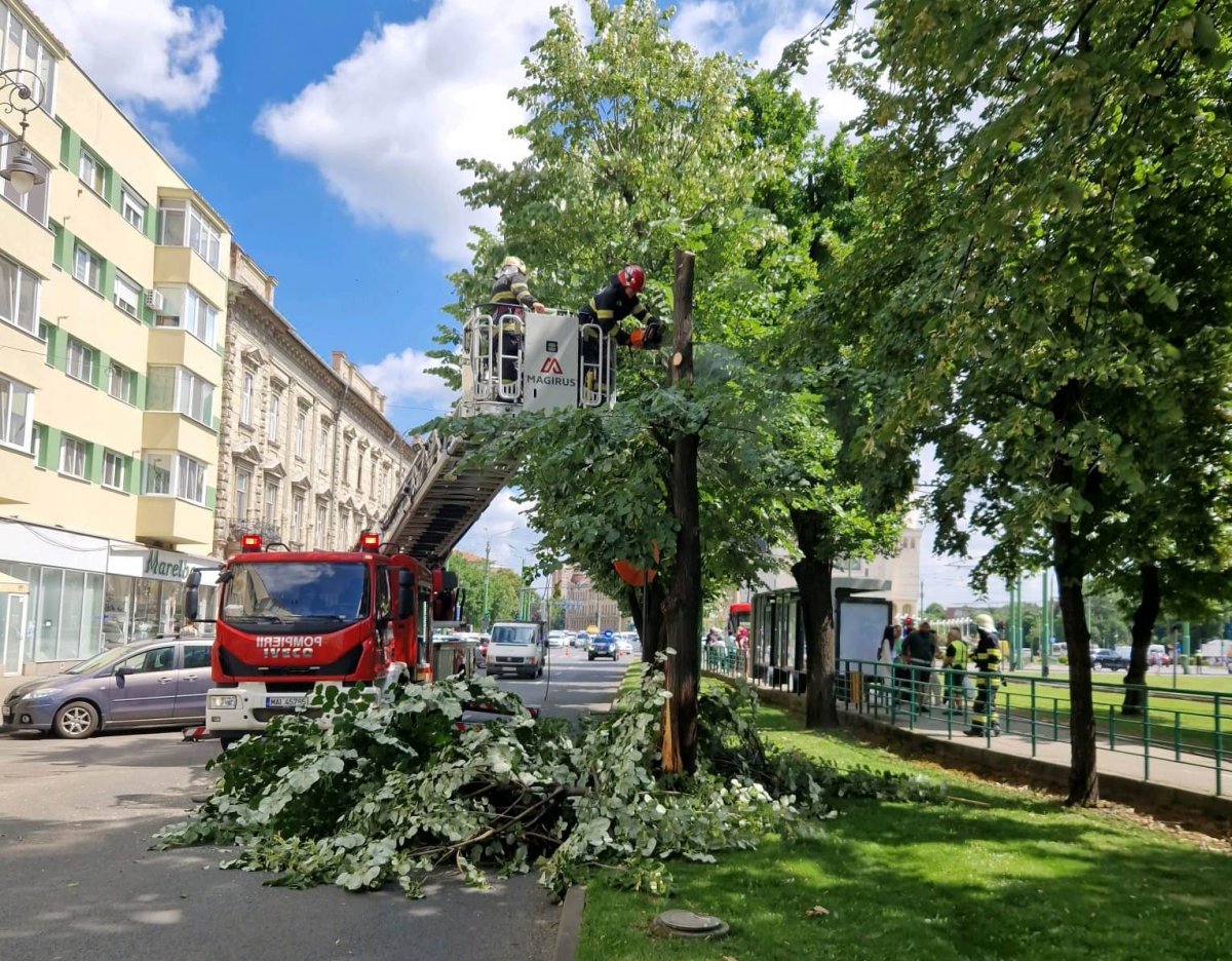 Copaci tăiați din cauza unui accident (FOTO)