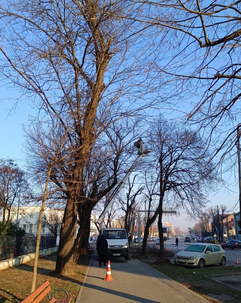 Lucrări de toaletare a arborilor pe Bulevardul Vasile Milea – Recomandări pentru participanții la trafic