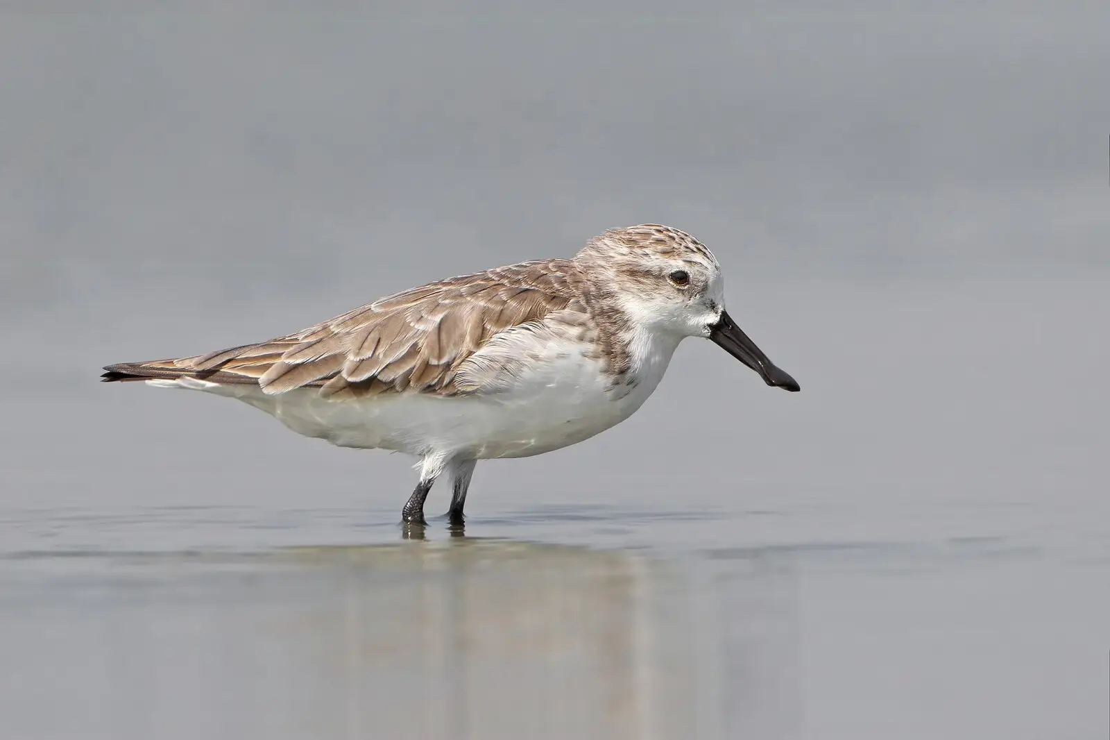 Calidris pygmaea